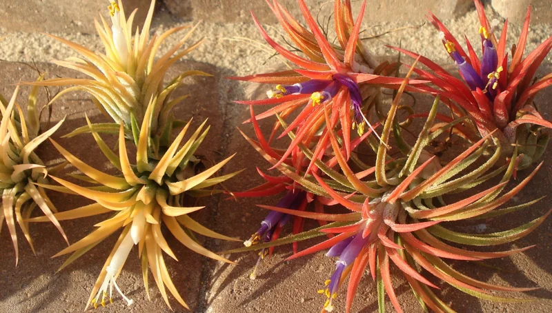 Tillandsia Air Plant Mix - Live Plants for Terrariums, Wedding Favors & Decor, 2-5 inches - Image 5