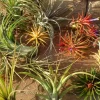 Tillandsia Air Plant Mix - Live Plants for Terrariums, Wedding Favors & Decor, 2-5 inches - Image 1