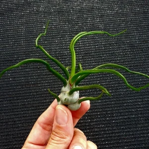 Tillandsia Bulbosa Guatemala Air Plant – Live Plant – Small Single - Image 2