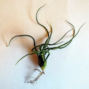 Tillandsia Bulbosa Guatemala Air Plant – Live Plant – Small Single - Image 4