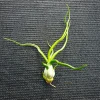 Tillandsia Bulbosa Guatemala Air Plant – Live Plant – Small Single - Image 1