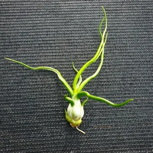 Tillandsia Bulbosa Guatemala Air Plant – Live Plant – Small Single - Image 1