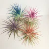 Tillandsia Iona Air Plant Live Plant Set of 4 - Pink, Purple, Red, Indigo Color Enhanced - Image 1