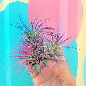 Tillandsia Iona Air Plant Live Set of 3 - Indigo, Purple, Pink Enhanced - Image 1