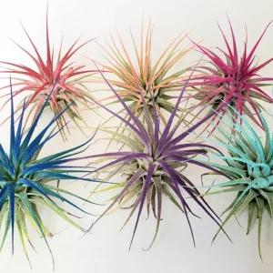 Tillandsia Iona Air Plant Set of 6 Live Plants - 2-3