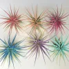 Tillandsia Iona Air Plant Set of 6 Live Plants - 2-3" Unique Colors - Image 1