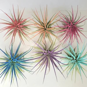 Tillandsia Iona Air Plant Set of 6 Live Plants - 2-3" Unique Colors - Image 1