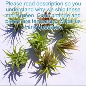 Tillandsia Iona Air Plant Trio - 3 Live Air Plants - 1-3