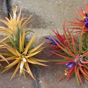 Tillandsia Iona Air Plant Trio - 3 Live Air Plants - 1-3