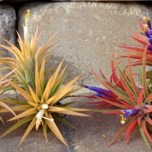Tillandsia Iona Air Plant Trio - 3 Live Plants, Small 1-3