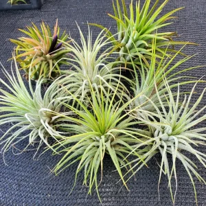 Tillandsia Iona Air Plant Trio - 3 Live Plants, Small 1-3