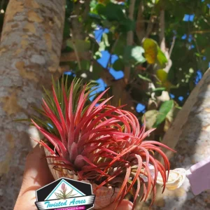 Tillandsia Iona Air Plant Trio - 3 Live Plants, Small 1-3