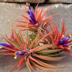 Tillandsia Iona Air Plant Trio - 3 Live Plants, Small 1-3" Easy Care Indoor - Image 1