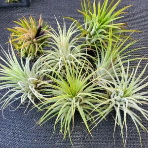 Tillandsia Iona Air Plant Trio - Live Air Plants - 3 Pack, Small, Indoor - Image 5