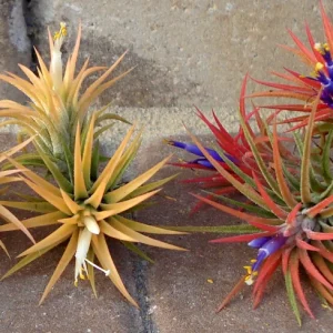 Tillandsia Iona Air Plant Trio - Live Air Plants - 3 Pack, Small, Indoor - Image 7