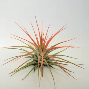 Tillandsia Iona Coral Air Plant - Live Plant - 2-3 inch - Pink/Red - Image 2