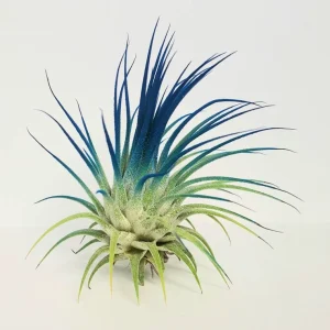 Tillandsia Iona Dark Blue Indigo Air Plant - Live Houseplant - 2-3 inch - Image 2