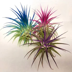 Tillandsia Iona Dark Blue Indigo Air Plant - Live Houseplant - 2-3 inch - Image 3