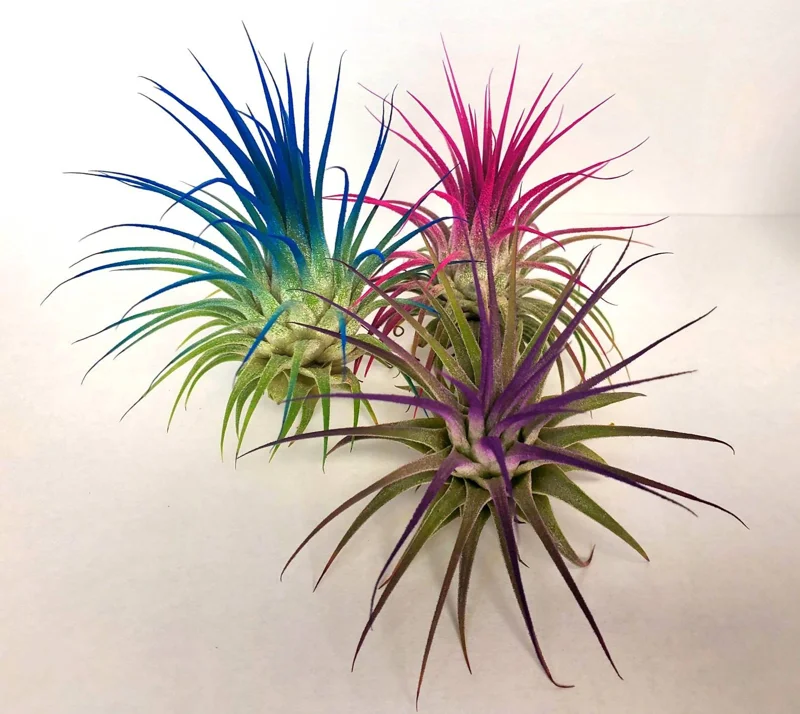 Tillandsia Iona Dark Blue Indigo Air Plant - Live Houseplant - 2-3 inch - Image 3
