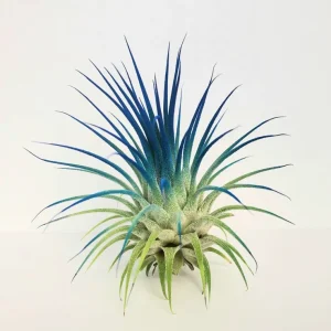 Tillandsia Iona Dark Blue Indigo Air Plant - Live Indoor Plant - 2-3 inch - Image 1