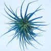 Tillandsia Iona Dark Blue Indigo Air Plant Live Plant – 2-3 inch Individual Plant - Image 1