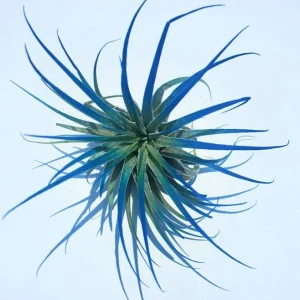 Tillandsia Iona Dark Blue Indigo Air Plant Live Plant – 2-3 inch Individual Plant - Image 1