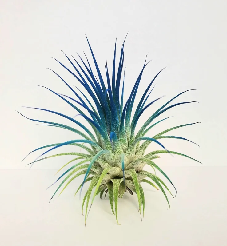 Tillandsia Iona Dark Blue Indigo Air Plant – Live Single Plant – 2-3 inch - Image 1