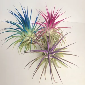 Tillandsia Iona Pink Air Plant – Live Houseplant – 2-3 inch Single Plant – Indoor - Image 3