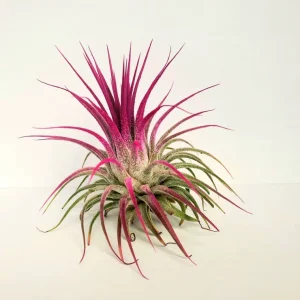 Tillandsia Iona Pink Air Plant – Live Houseplant – 2-3 inch Single Plant – Indoor - Image 1