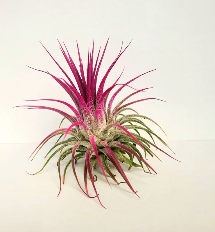 Tillandsia Iona Pink Air Plant – Live Houseplant – 2-3 inch Single Plant – Indoor - Image 1