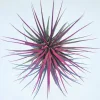 Tillandsia Iona Pink Air Plant - Live Indoor Plant - 2-3 inch Pink & Purple - Image 1