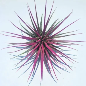 Tillandsia Iona Pink Air Plant - Live Indoor Plant - 2-3 inch Pink & Purple - Image 1