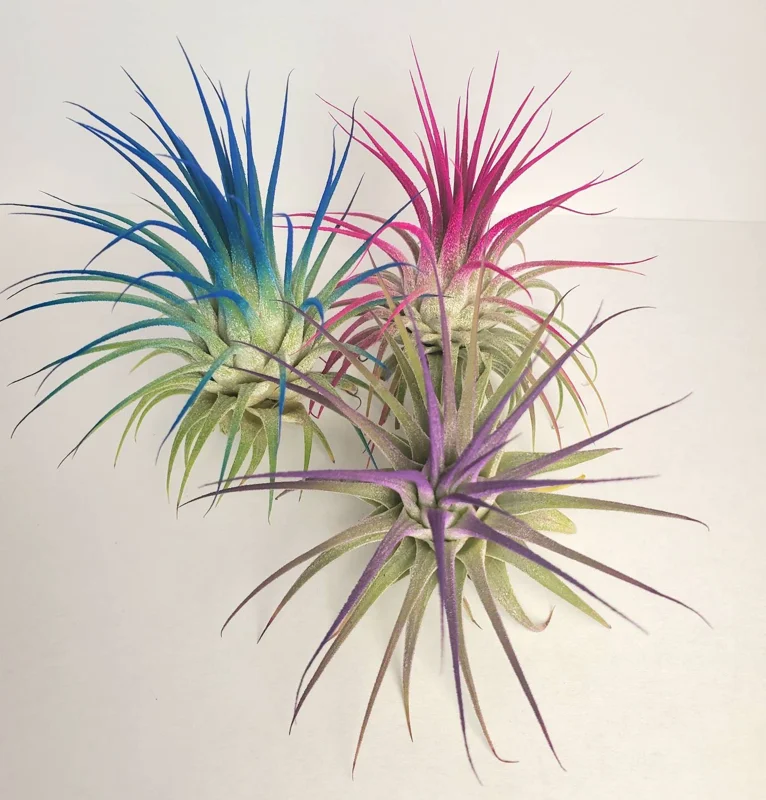 Tillandsia Iona Pink Air Plant – Live Plant – 2-3 inch – Indoor - Image 3