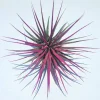 Tillandsia Iona Pink Air Plant - Live Plant - Easy Care Indoor Plant - Image 1