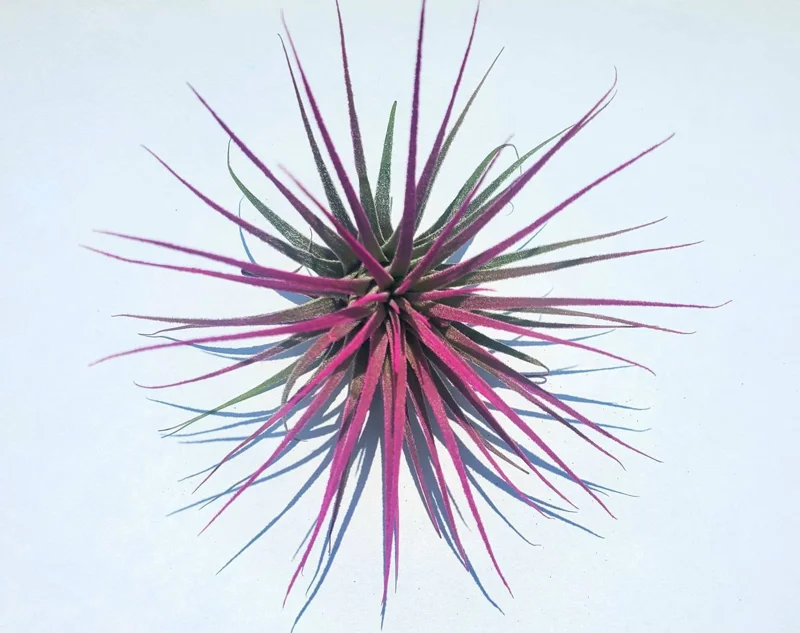 Tillandsia Iona Pink Air Plant - Live Plant - Easy Care Indoor Plant - Image 1