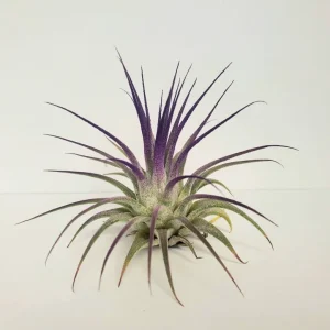 Tillandsia Iona Purple Air Plant - Live Indoor Houseplant - 2-3 inch - Single Plant - Image 2