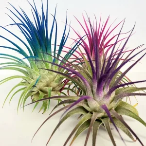 Tillandsia Iona Purple Air Plant - Live Indoor Houseplant - 2-3 inch - Single Plant - Image 3