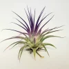 Tillandsia Iona Purple Air Plant - Live Indoor Houseplant - 2-3 inch - Single Plant - Image 1