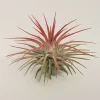 Tillandsia Iona Red Air Plant - Live Houseplant - 2-3 inch Tall - Image 1