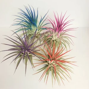 Tillandsia Iona Red Air Plant Live Plant - Vibrant, Easy Care Houseplant - Image 2