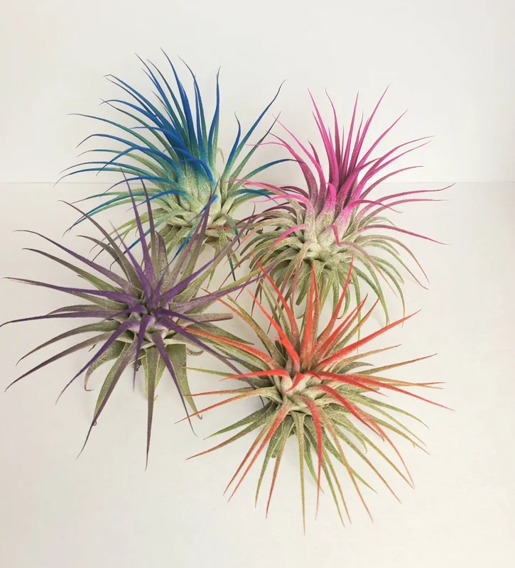 Tillandsia Iona Red Air Plant Live Plant - Vibrant, Easy Care Houseplant - Image 2