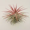 Tillandsia Iona Red Air Plant Live Plant - Vibrant, Easy Care Houseplant - Image 1