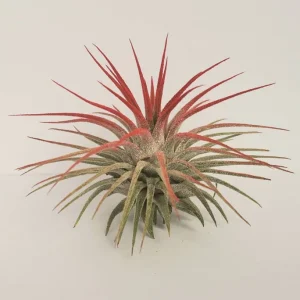 Tillandsia Iona Red Air Plant Live Plant - Vibrant, Easy Care Houseplant - Image 1