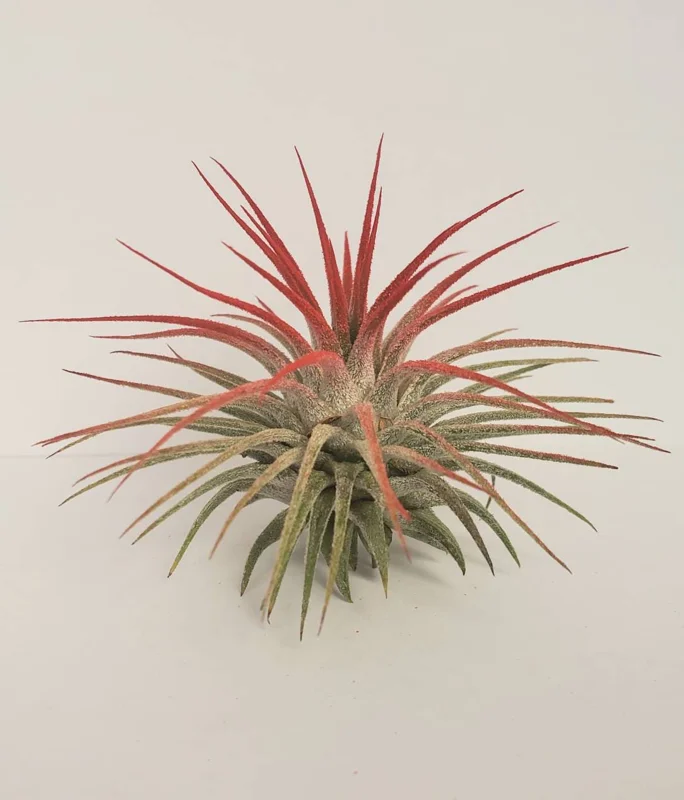 Tillandsia Iona Red Air Plant Live Plant - Vibrant, Easy Care Houseplant - Image 1