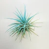 Tillandsia Iona Turquoise Air Plant - Live Houseplant - 2-3" Small Indoor Plant - Image 1