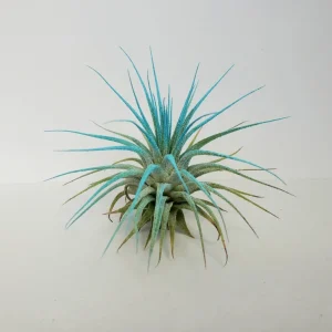 Tillandsia Iona Turquoise Air Plant - Live Houseplant - 2-3