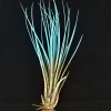 Tillandsia Juncea Air Plant - Live Terrarium Plant, 4-7 inch, Organic Enhanced Color - Image 1