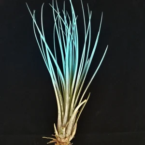 Tillandsia Juncea Air Plant - Live Terrarium Plant, 4-7 inch, Organic Enhanced Color - Image 1