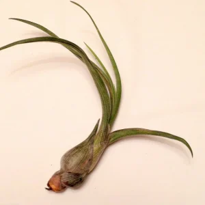 Tillandsia Pseudobaileyi Air Plant Live Plant - Unique Indoor Houseplant - Image 2