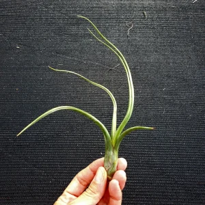 Tillandsia Pseudobaileyi Air Plant Live Plant - Unique Indoor Houseplant - Image 1